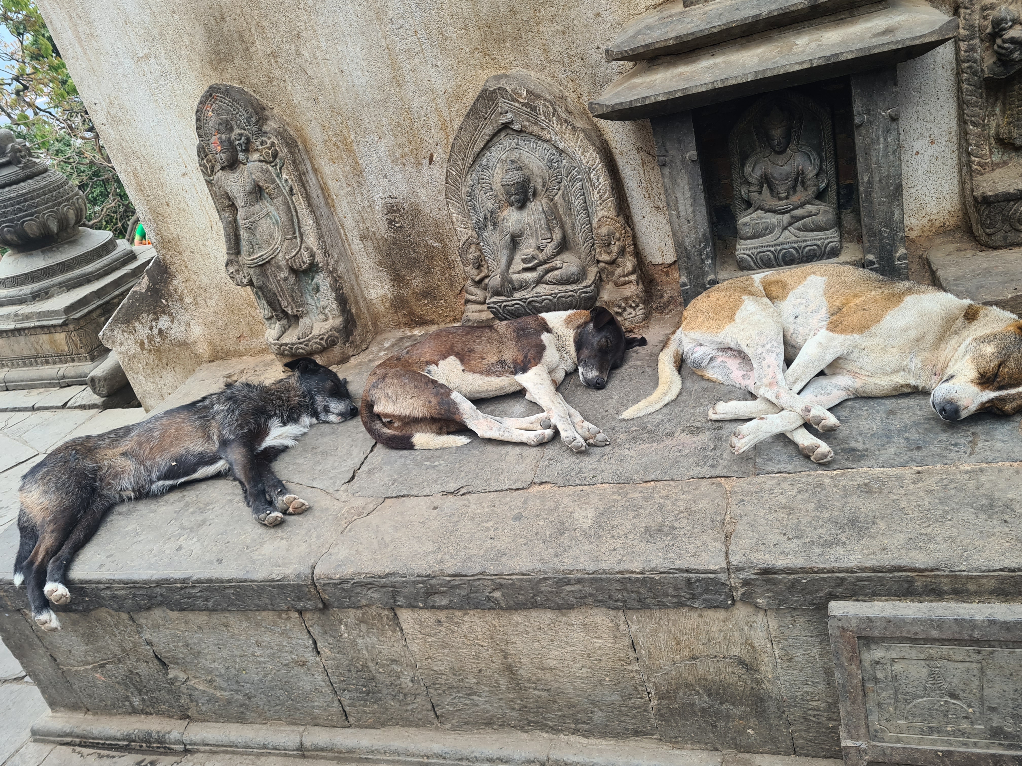 Dogs lying on a stone ledge

AI-generated content may be incorrect.