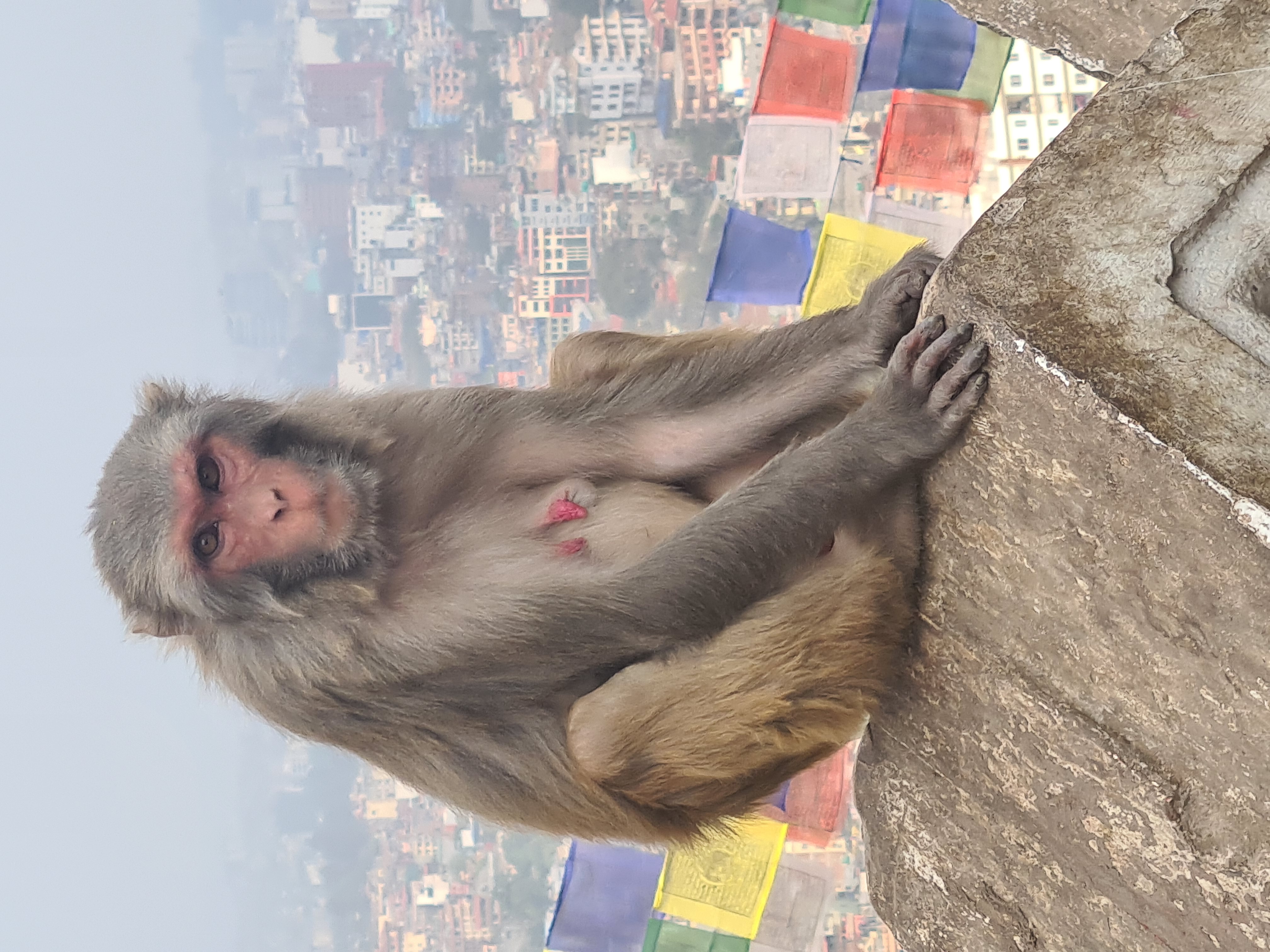 A monkey sitting on a rock

AI-generated content may be incorrect.